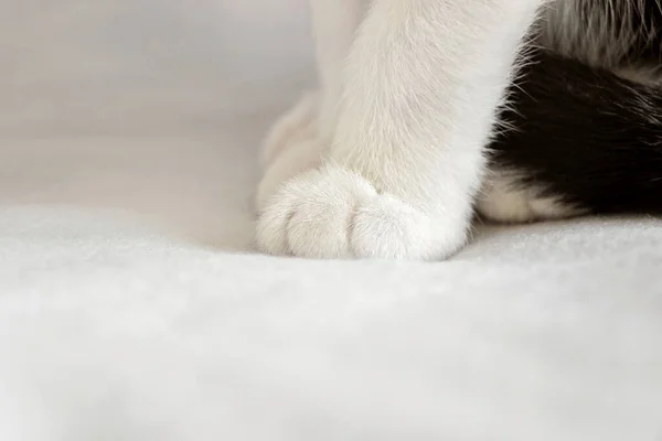 Закрыть Милые Лапы Котенка Белом Одеяле — стоковое фото