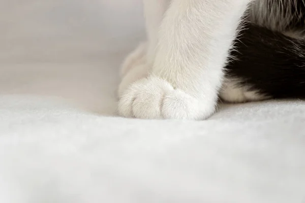 Beyaz battaniyedeki şirin kedi pençelerini kapat. 
