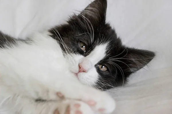 Portret Van Schattig Slaperig Smoking Kat Kitten Witte Deken — Stockfoto