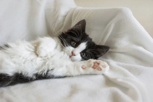 Портрет Милой Сонной Кошки Смокинге Белом Одеяле — стоковое фото