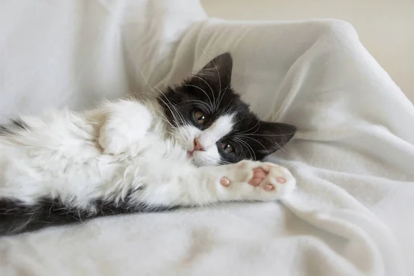 Portret Van Schattig Slaperig Smoking Kat Kitten Witte Deken — Stockfoto