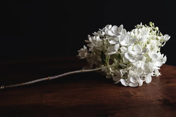 Biały Hortensja Kwiat Grono Drewniany Stół Czarny Tło — Zdjęcie stockowe