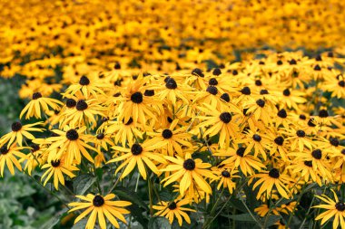 Birçok parlak sarı Rudbeckia çiçekleri yaz güneşli bir günde grup halinde büyür.