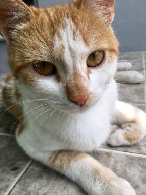 dokulu bir arka plan üzerinde güzel kızıl saçlı yavru kedi