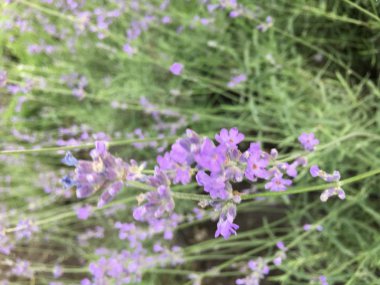 kırmızı, beyaz ve mavi yaz çiçekler güneş ışınları altında