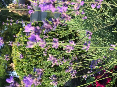 kırmızı, beyaz ve mavi yaz çiçekler güneş ışınları altında