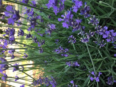 kırmızı, beyaz ve mavi yaz çiçekler güneş ışınları altında