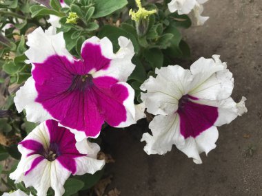 kırmızı, beyaz ve mavi yaz çiçekler güneş ışınları altında