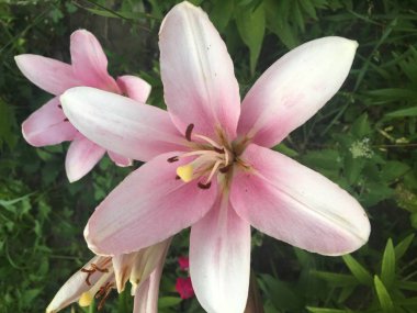 güzel yaz çiçek beyaz, kırmızı ve pembe lily