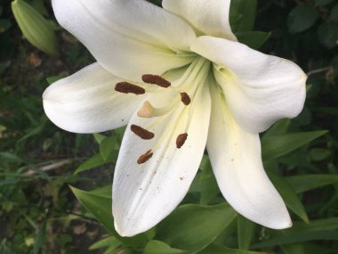 güzel yaz çiçek beyaz, kırmızı ve pembe lily