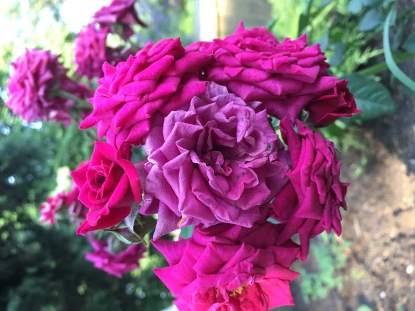 Fleurs Été Rouges Blanches Bleues Sous Les Rayons Soleil — Photo