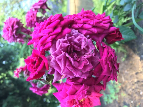 Fleurs Été Rouges Blanches Bleues Sous Les Rayons Soleil — Photo