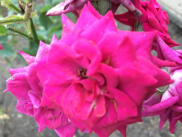 Fleurs Été Rouges Blanches Bleues Sous Les Rayons Soleil — Photo