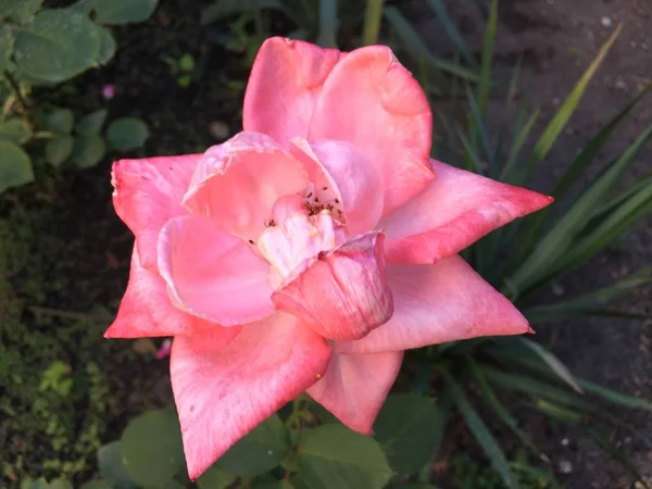 Fleurs Été Rouges Blanches Bleues Sous Les Rayons Soleil — Photo