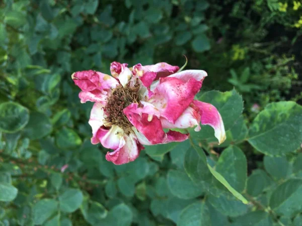 Fleurs d'été rouges, blanches et bleues sous les rayons du soleil — Photo