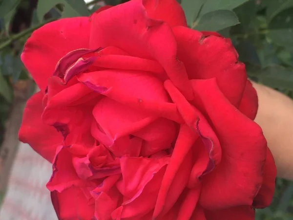 Frumoasă floare de vară trandafir roșu în grădină sub razele soarelui — Fotografie, imagine de stoc