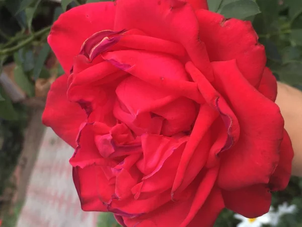 Bellissimo fiore estivo rosa rossa nel giardino sotto i raggi del sole — Foto Stock