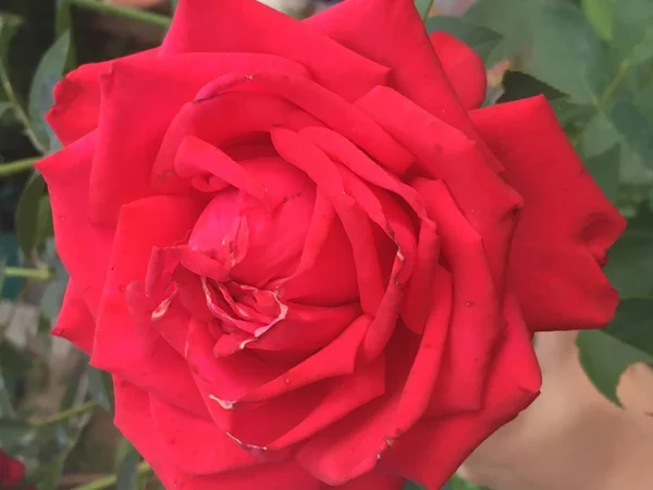 Όμορφο καλοκαίρι το κόκκινο λουλούδι τριαντάφυλλο στον κήπο κάτω από τις ακτίνες του ήλιου — Φωτογραφία Αρχείου