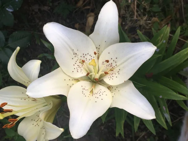 Piękne lato kwiat biały, czerwone i różowe lilia — Zdjęcie stockowe