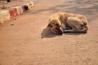 Bir sokak köpeği sıcak kalmak için sabah güneşin altında yalan söylüyor.