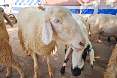 Çiftliğe yayımlanması için bekleyen koyun