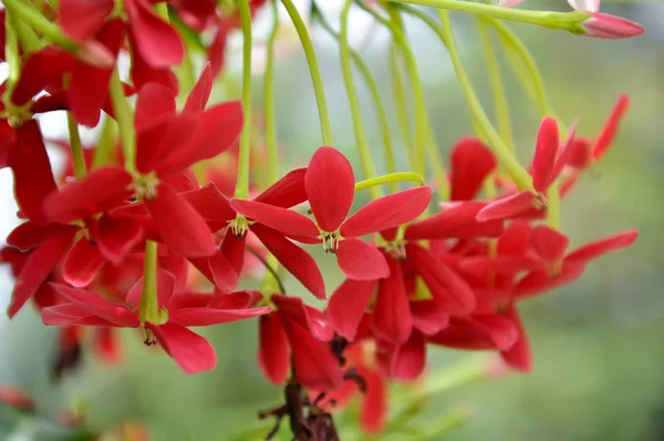 Rangoon Creaper Vine Red Flowers Fragrant Which Found Asia — стоковое фото