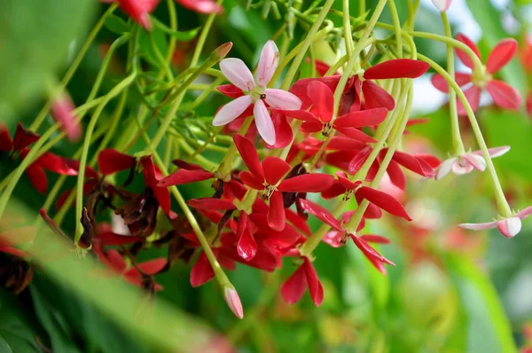 Rangoon Creaper Vine Red Flowers Fragrant Which Found Asia — стоковое фото