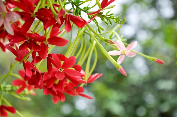 Αμπέλου Αναρριχητικό Φυτό Rangoon Κόκκινα Λουλούδια Και Αρωματικά Οποία Βρίσκεται — Φωτογραφία Αρχείου