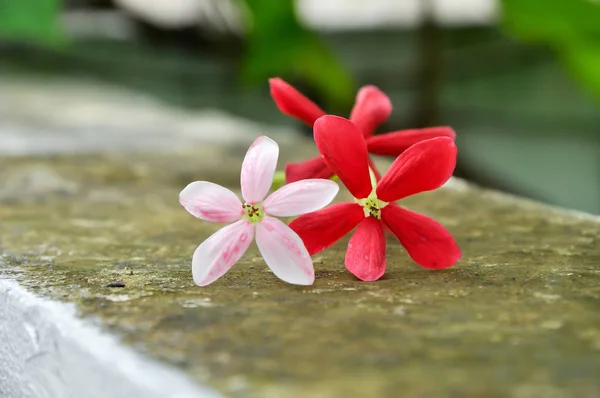 Rangoon Creaper Vine Red Flowers Fragrant Which Found Asia — стоковое фото