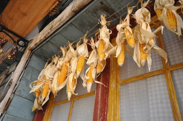 Los Agricultores Toman Maíz Seco Para Conservarlos Por Mucho Tiempo —  Fotos de Stock