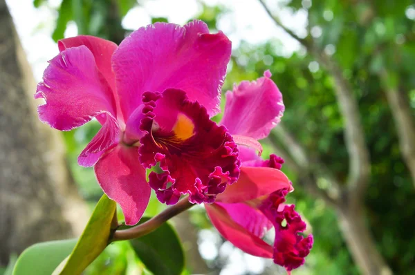 Cattleya Orchid Orchid Favorite Orchid Growers — Stock Photo, Image