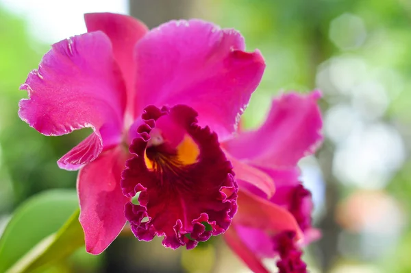 Cattleya Orchid Orchid Che Favorito Dei Coltivatori Del Orchid — Foto Stock