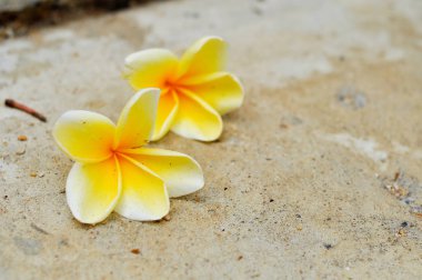 Sarı plumeria