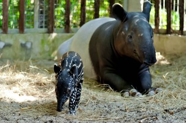 Anne ve bebek tapir