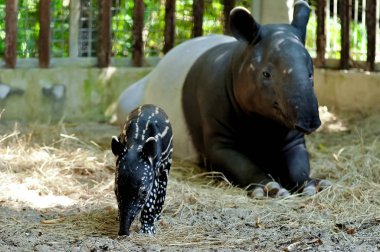 Anne ve bebek tapir