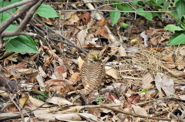 Owl — Stock Photo, Image