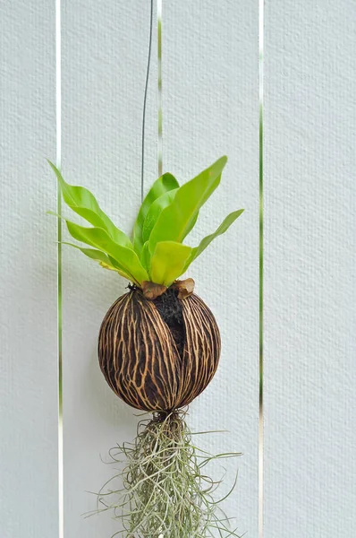 Planta minúscula — Fotografia de Stock