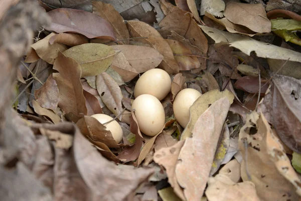 Rood junglefowl ei — Stockfoto