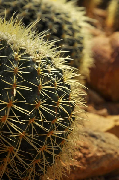 Barrel cactus — Stock Photo, Image