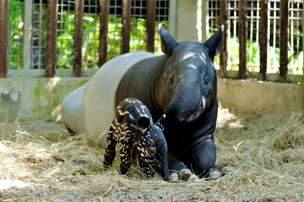 Mãe e bebê tapir — Fotografia de Stock