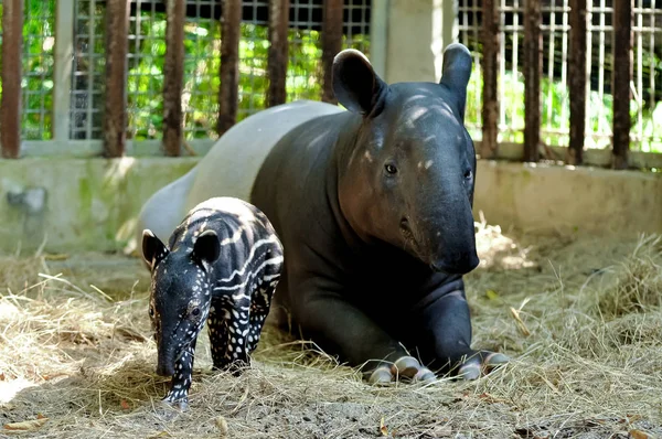 Mãe e bebê tapir — Fotografia de Stock