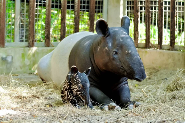 Mother and baby tapir — Stock Image Mother and baby tapir Royalty Free Stock Images
