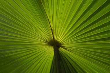 Palmiye yaprağının arka plan dokusu yarıçap çizgisine benziyor.