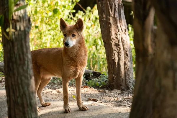 Dingo Jest Legendarny Jako Dziki Pies Australii — Zdjęcie stockowe