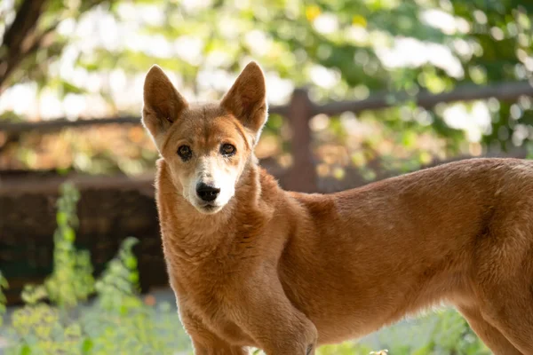 Dingo Legendary Australia Wild Dog — Stock Photo, Image