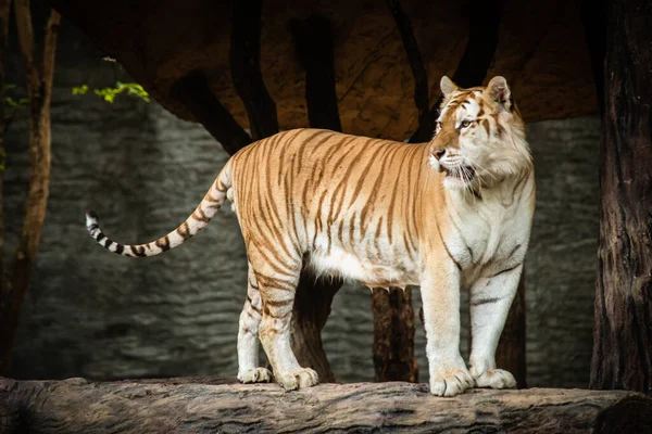 Golden Tabby Tiger Extremely Rare Colour Variation Exquisite Wild Cat — Stock Photo, Image