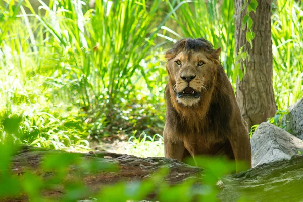 雄ライオンの雄は 種の最も認識可能な特徴です — ストック写真