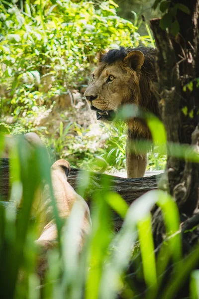 Male Lion Mane Most Recognisable Feature Species — Stock Photo, Image