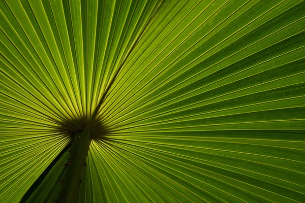 Zadní Pohled Textura Palmového Listu Vypadá Jako Poloměr Čára — Stock fotografie