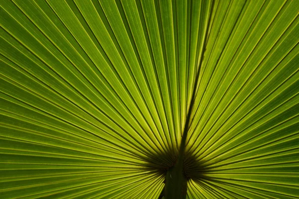 Back View Texture Palm Leaf Look Radius Line — Stock Photo, Image